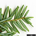 SpeciesSub: var. formosana 